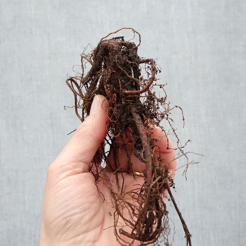 Amostra de Géranium vivace Brookside - Géranium vivace hybride bleu  Raízes nuas tal como entregue no inverno