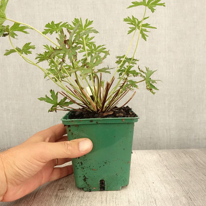 Amostra de Gerânio Brookside - Geranium Vaso de 1 L/1,5 L tal como entregue no verão