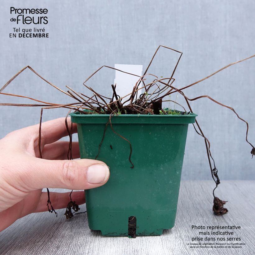 Amostra de Géranium vivace Brookside - Géranium vivace hybride bleu  Vaso de 1 L/1,5 L tal como entregue no inverno