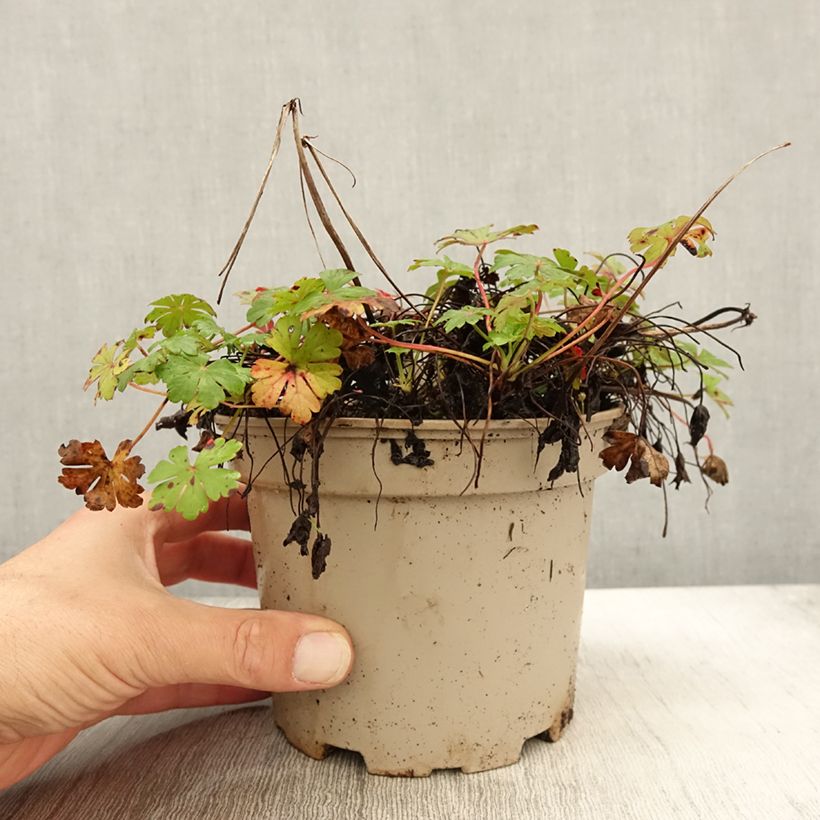 Amostra de Geranium cantabrigiense Biokovo Vaso de 2 L/3 L tal como entregue no outono