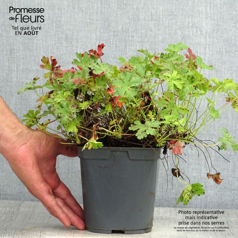 Amostra de Geranium cantabrigiense Biokovo Vaso de 2 L/3 L tal como entregue no verão
