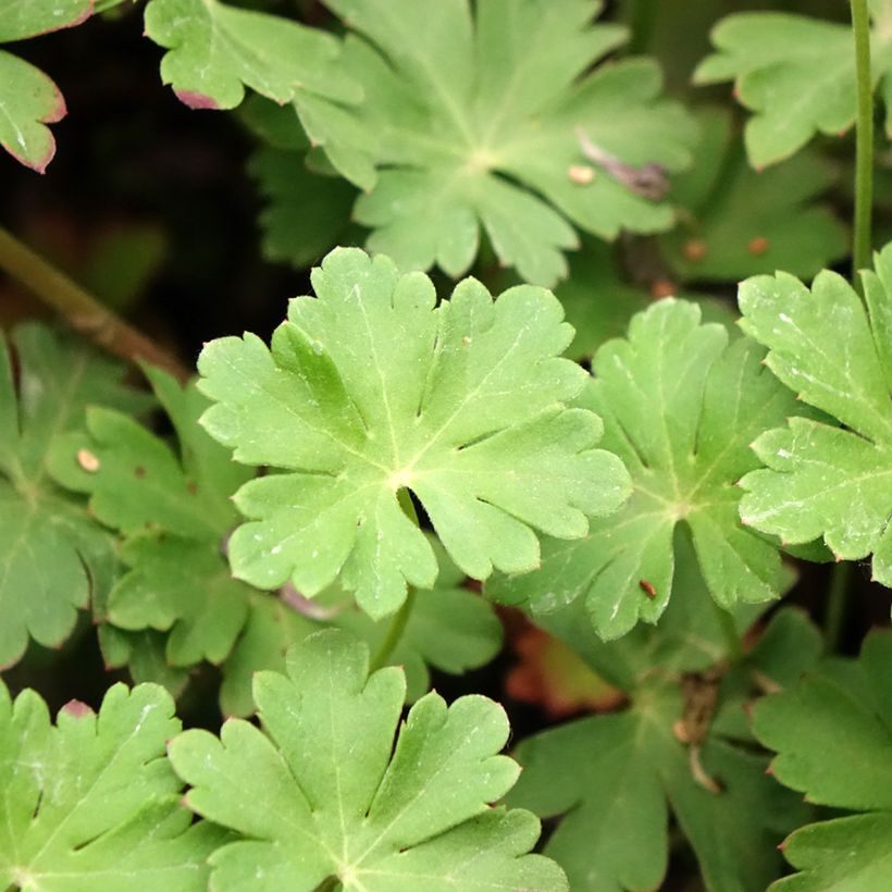 Geranium cantabrigiense Cambridge (Folhagem)