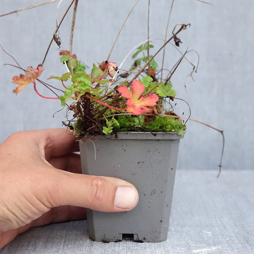 Amostra de Geranium cantabrigiense Cambridge Vaso de 8/9 cm tal como entregue no outono