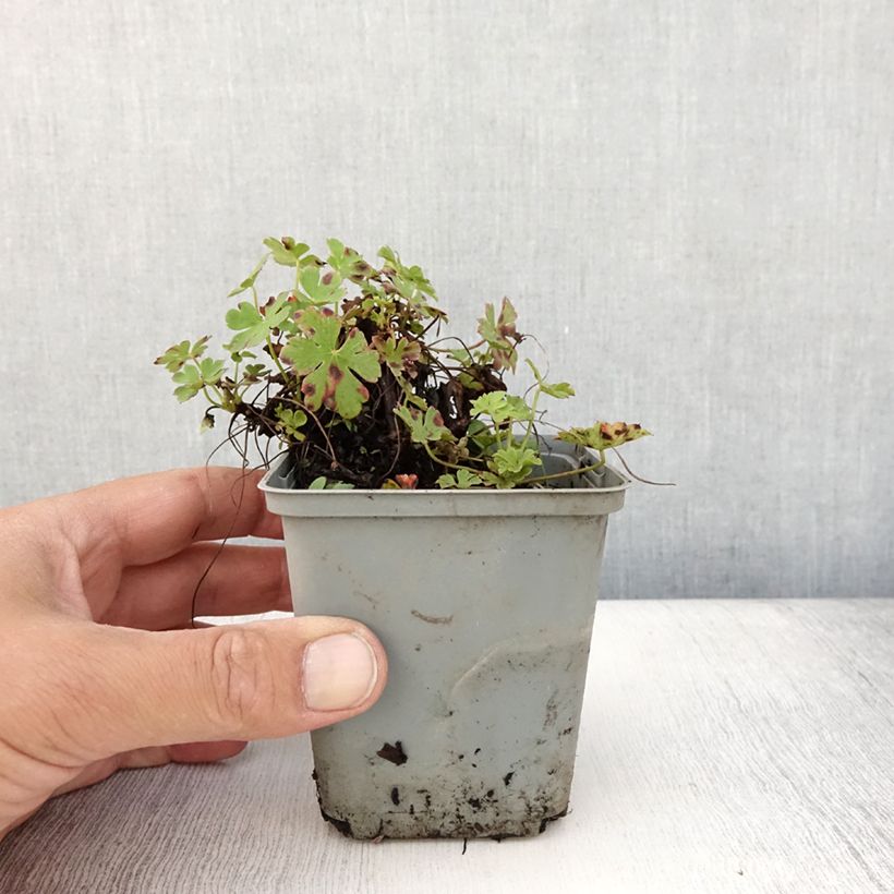 Amostra de Geranium cantabrigiense Cambridge Vaso de 8/9 cm tal como entregue no verão