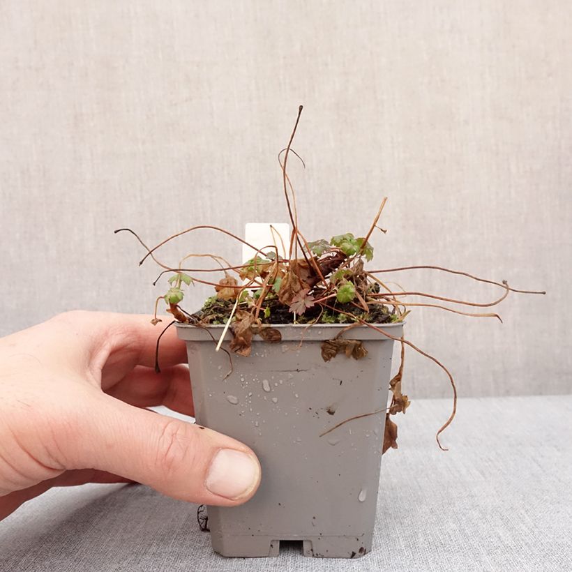 Amostra de Geranium cantabrigiense Cambridge Vaso de 8/9 cm tal como entregue no inverno