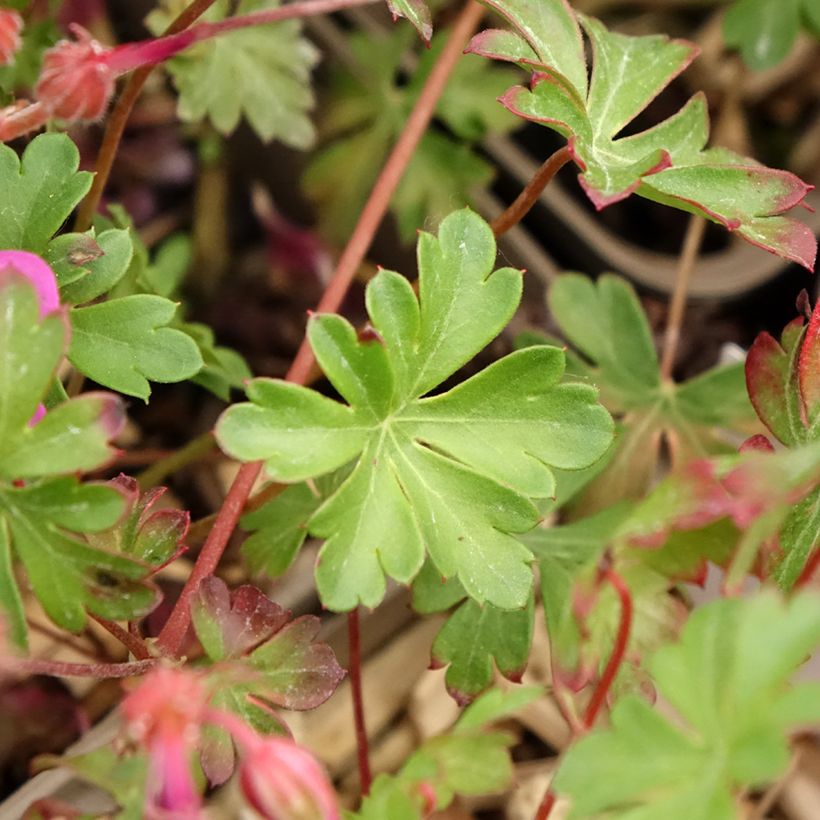 Geranium cantabrigiense Abpp' CRYSTAL ROSE (Folhagem)