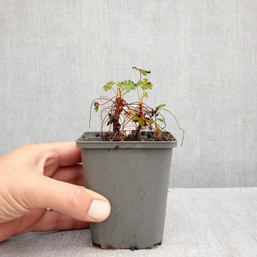 Amostra de Geranium cantabrigiense Abpp' CRYSTAL ROSE Vaso de 8/9 cm tal como entregue no outono