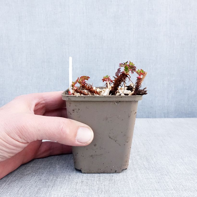 Amostra de Géranium vivace cantabrigiense Crystal Rose Godet de 8/9 cm tal como entregue no inverno