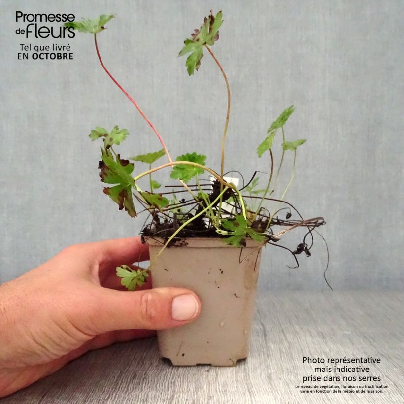 Amostra de Geranium cantabrigiense Intense Vaso de 8/9 cm tal como entregue no outono