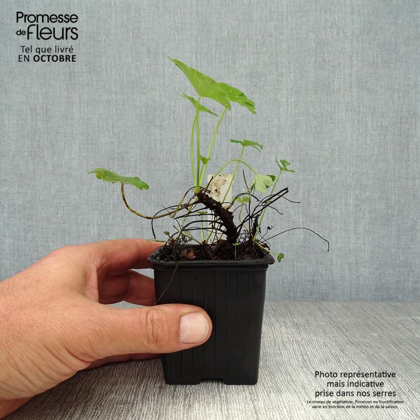 Amostra de Geranium cantabrigiense Karmina Vaso de 8/9 cm tal como entregue no outono