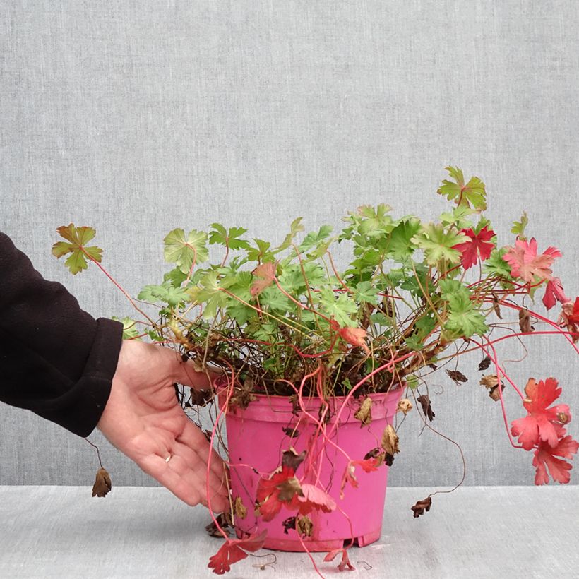 Amostra de Géranium vivace cantabrigiense Karmina Vaso de 2 L/3 L tal como entregue no outono