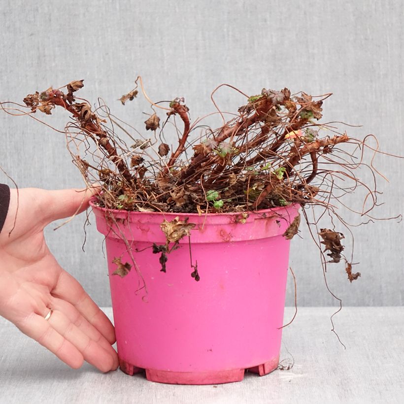 Amostra de Geranium cantabrigiense Karmina Vaso de 2 L/3 L tal como entregue no inverno