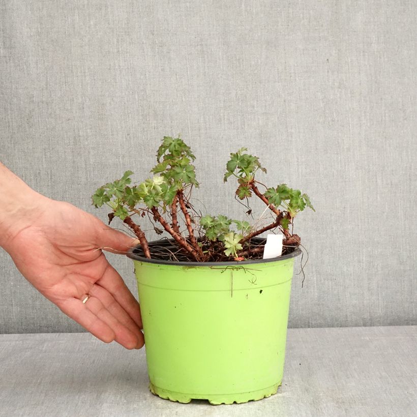 Amostra de Geranium cantabrigiense Karmina Vaso de 2 L/3 L tal como entregue na primavera