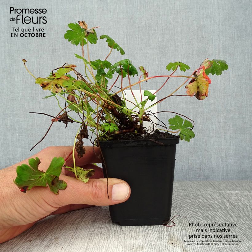 Amostra de Geranium cantabrigiense St Ola Vaso de 8/9 cm tal como entregue no outono