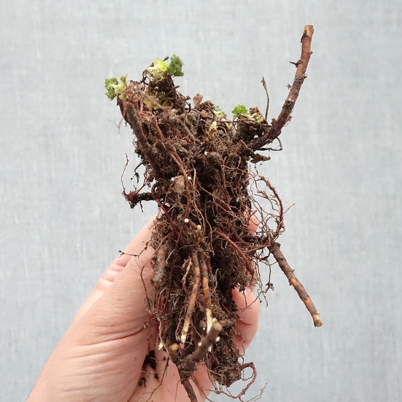 Amostra de Géranium vivace cantabrigiense St Ola Raízes nuas tal como entregue no inverno