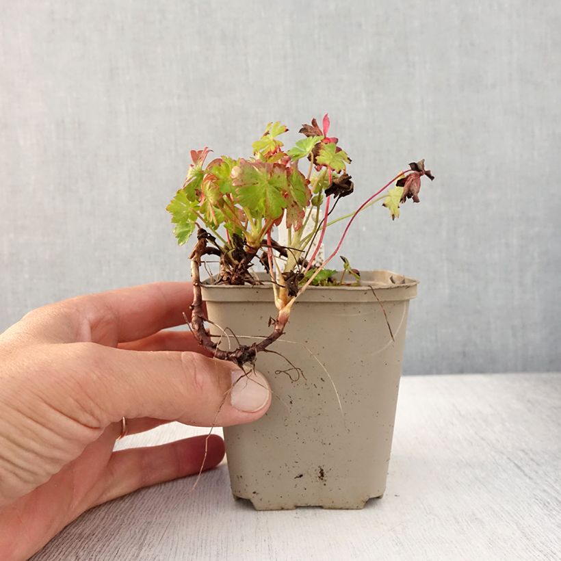 Amostra de Geranium cantabrigiense Westray Vaso de 8/9 cm tal como entregue no verão