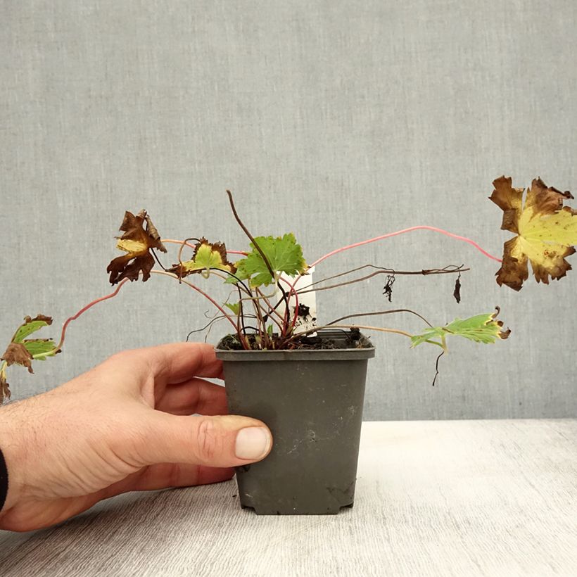 Amostra de Gerânio Catherine Deneuve - Geranium psilostemon Vaso de 8/9 cm tal como entregue no outono
