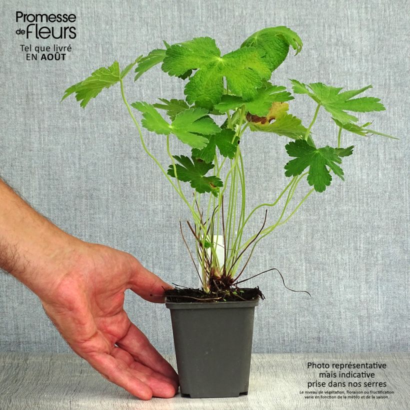 Amostra de Gerânio Chantilly - Geranium Vaso de 8/9 cm tal como entregue no verão