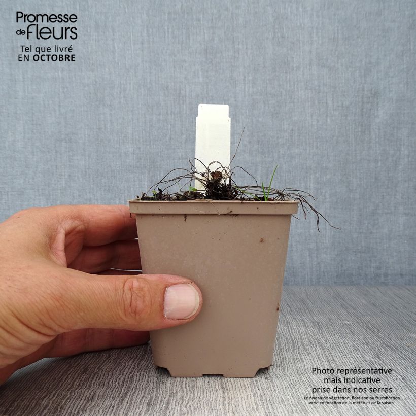 Amostra de Gerânio Carol - Geranium cinereum Vaso de 8/9 cm tal como entregue no outono