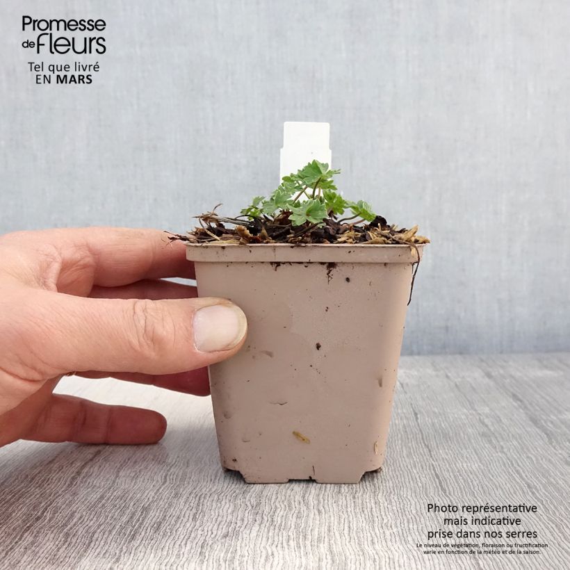 Amostra de Gerânio Carol - Geranium cinereum Vaso de 8/9 cm tal como entregue na primavera