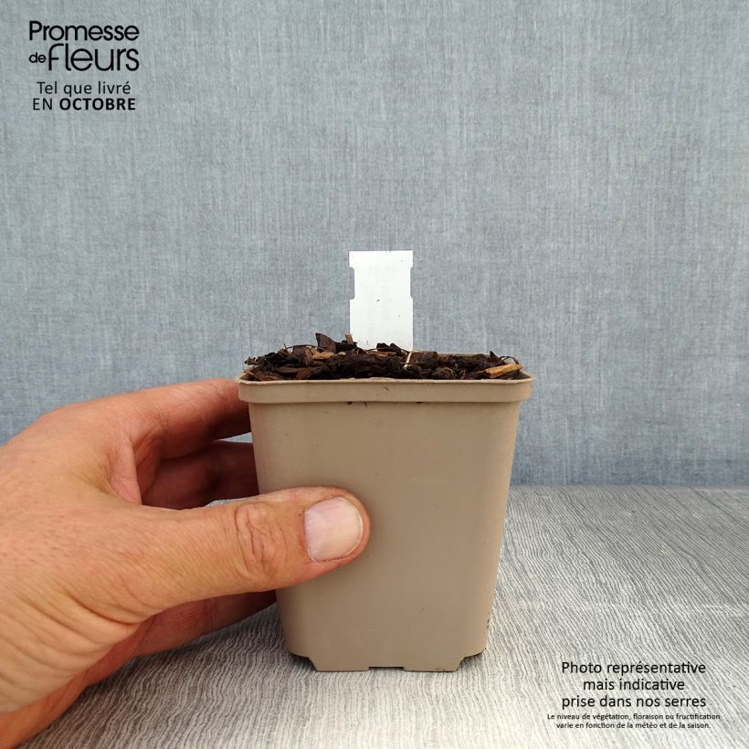Amostra de Gerânio Jolly Jewel Night - Geranium cinereum Vaso de 8/9 cm tal como entregue no outono