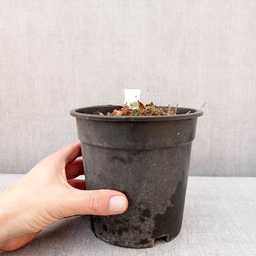 Amostra de Géranium vivace cinereum Jolly Jewel Night Vaso de 2 L/3 L tal como entregue no inverno