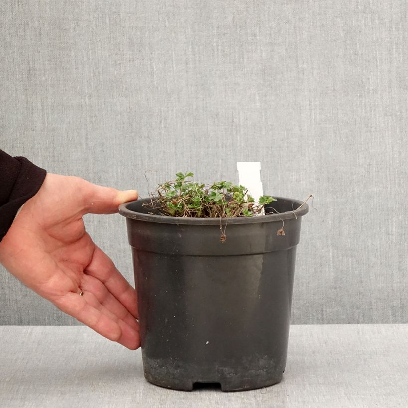 Amostra de Gerânio Jolly Jewel Night - Geranium cinereum Vaso de 2 L/3 L tal como entregue na primavera