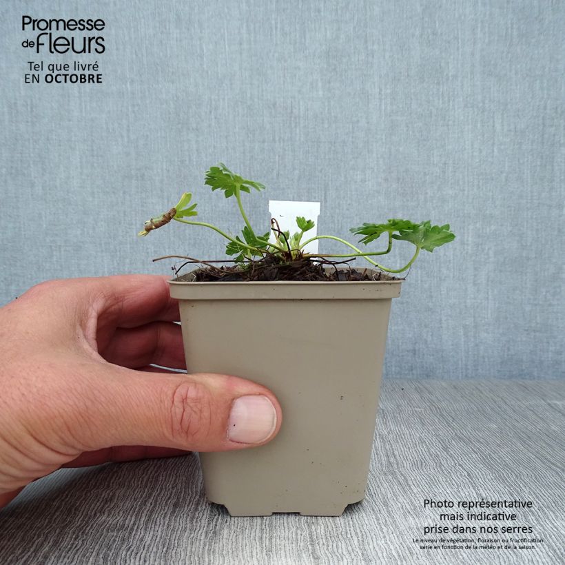 Amostra de Gerânio Jolly Jewel Violet - Geranium cinereum Vaso de 8/9 cm tal como entregue no outono