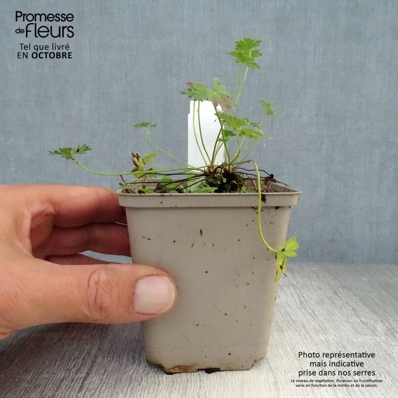 Amostra de Gerânio Laurence Flatman - Geranium cinereum Vaso de 8/9 cm tal como entregue no outono