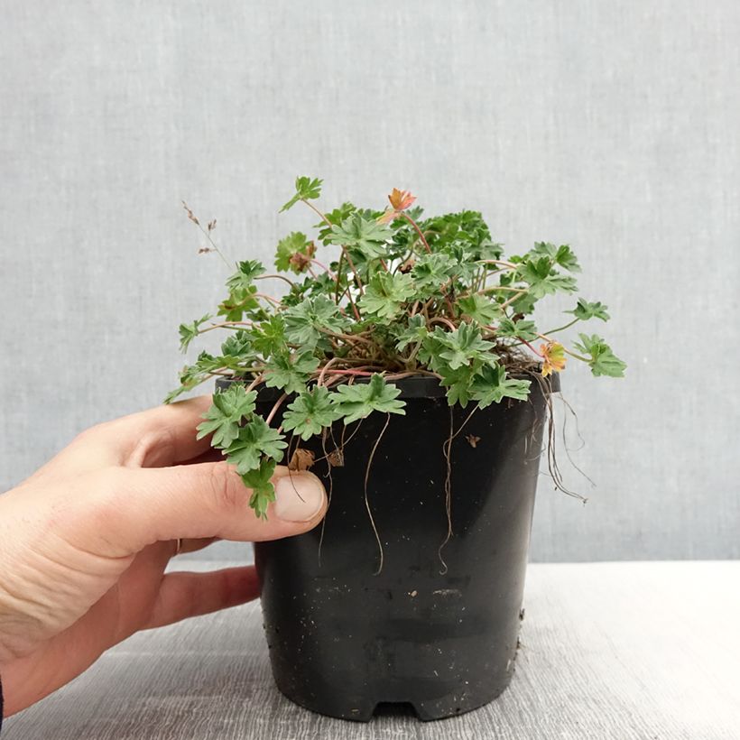 Amostra de Gerânio Laurence Flatman - Geranium cinereum Vaso de 1,5 L/2 L tal como entregue na primavera