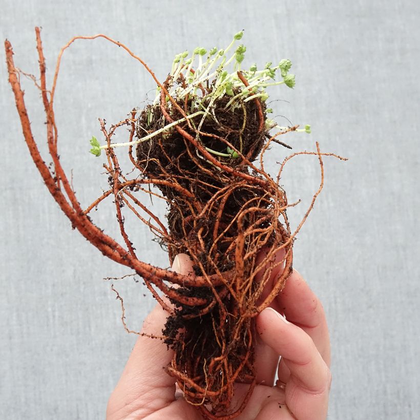 Amostra de Géranium vivace cinereum Laurence Flatman Raízes nuas tal como entregue no inverno