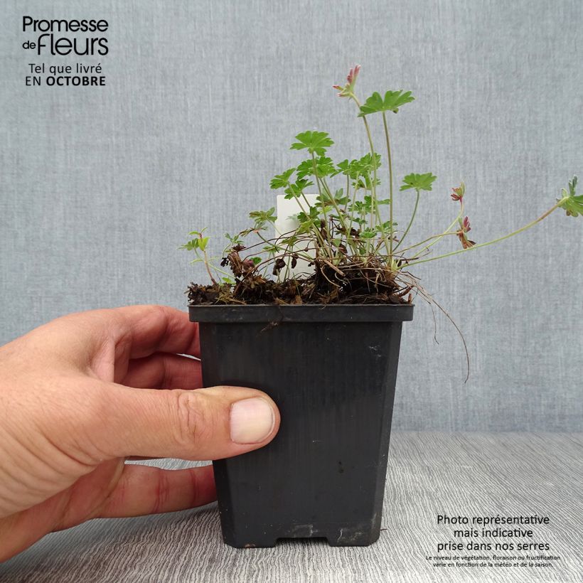 Amostra de Gerânio Giuseppii - Geranium cinereum v. subcaulescens Vaso de 8/9 cm tal como entregue no outono