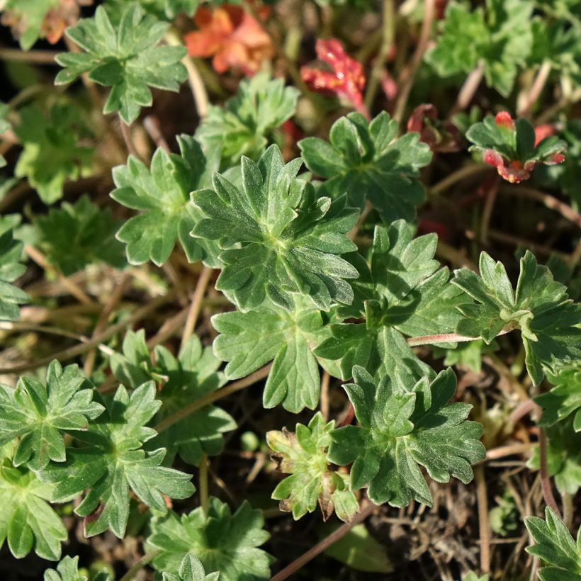 Gerânio Giuseppii - Geranium cinereum v. subcaulescens (Folhagem)
