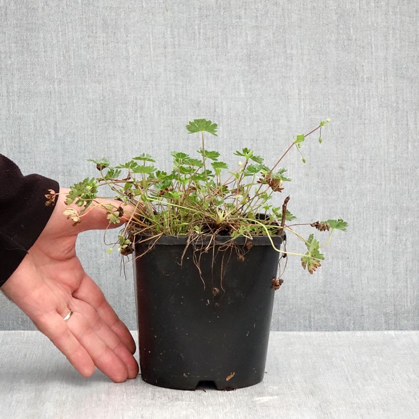 Amostra de Gerânio Giuseppii - Geranium cinereum v. subcaulescens Vaso de 2 L/3 L tal como entregue no outono