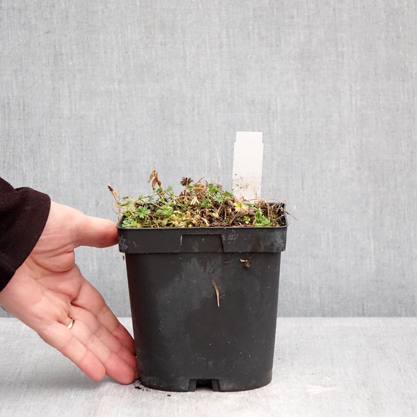 Amostra de Gerânio Giuseppii - Geranium cinereum v. subcaulescens Vaso de 2 L/3 L tal como entregue no inverno