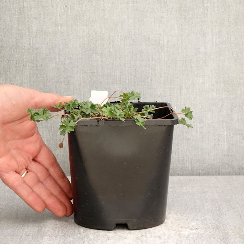 Amostra de Gerânio Giuseppii - Geranium cinereum v. subcaulescens Vaso de 2 L/3 L tal como entregue na primavera