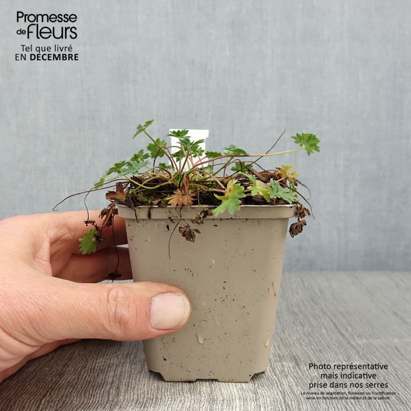 Amostra de Geranium cinereum v. subcaulescens Vaso de 8/9 cm tal como entregue no outono
