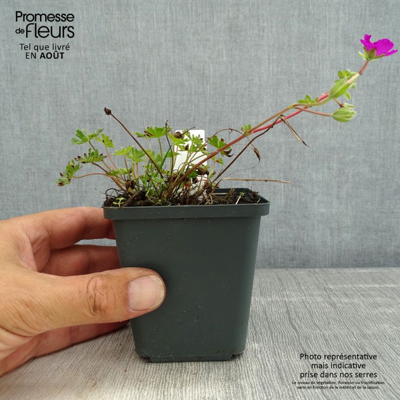 Amostra de Geranium cinereum v. subcaulescens Vaso de 8/9 cm tal como entregue no verão