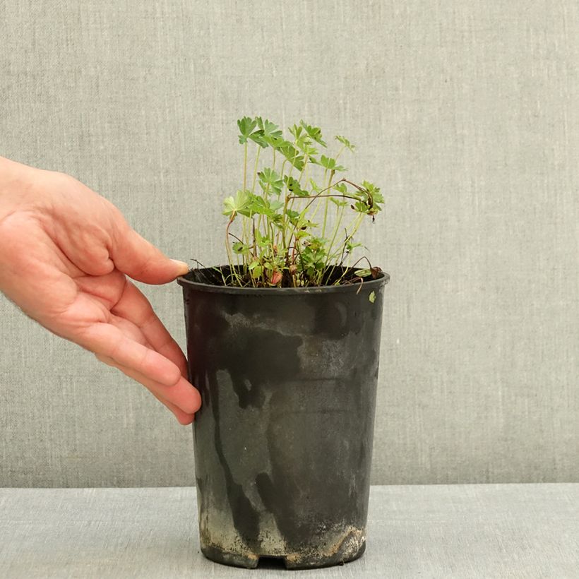 Amostra de Geranium cinereum v. subcaulescens Vaso de 2 L/3 L tal como entregue no verão