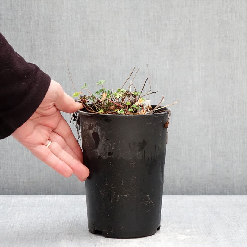 Amostra de Geranium cinereum v. subcaulescens Vaso de 2 L/3 L tal como entregue no inverno