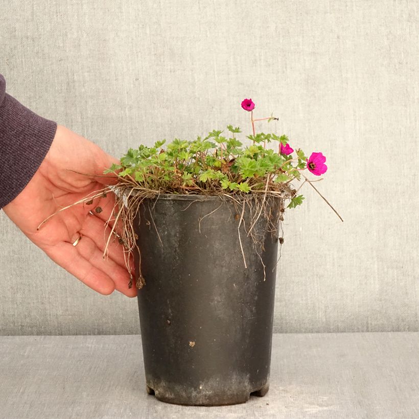Amostra de Geranium cinereum v. subcaulescens Vaso de 2 L/3 L tal como entregue na primavera