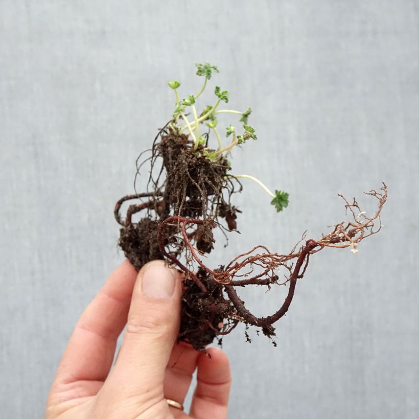 Amostra de Geranium cinereum v. subcaulescens Raízes nuas tal como entregue no inverno