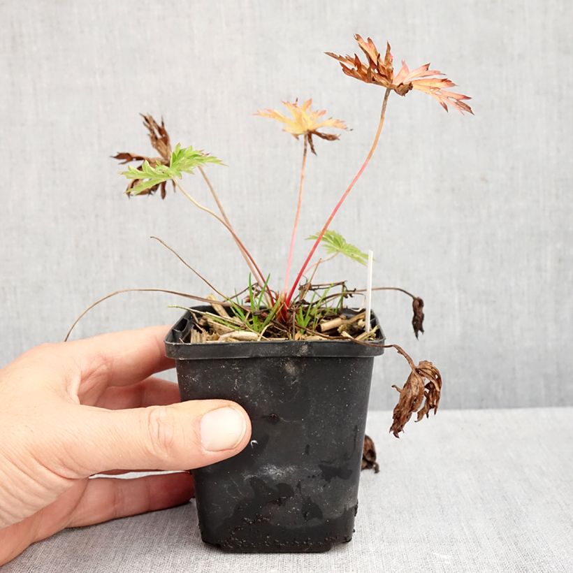 Amostra de Gerânio Kashmir Blue - Geranium clarkei Vaso de 8/9 cm tal como entregue no outono