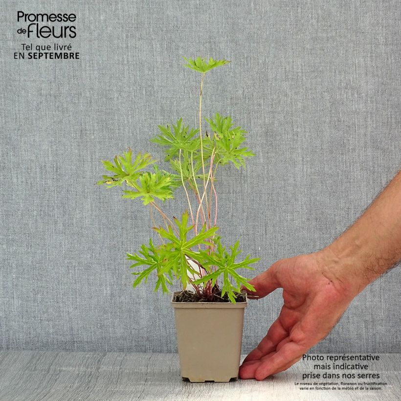 Amostra de Gerânio Kashmir Blue - Geranium clarkei Vaso de 8/9 cm tal como entregue no verão