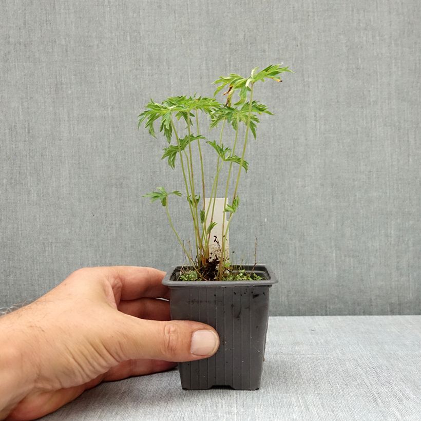 Amostra de Gerânio Kashmir Pink - Geranium clarkei Vaso de 8/9 cm tal como entregue no verão
