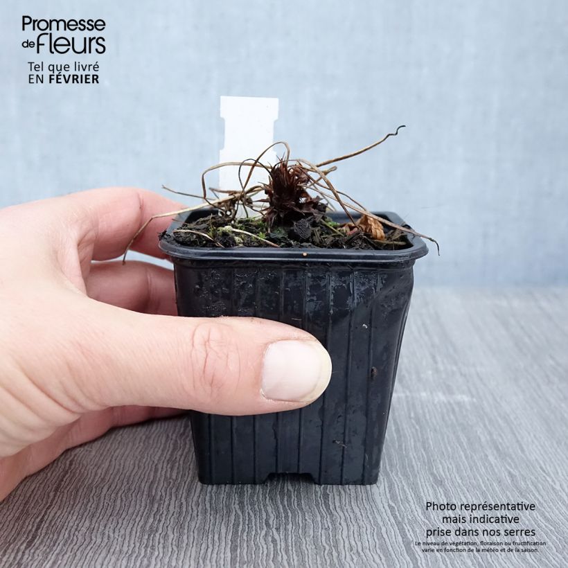 Amostra de Gerânio Kashmir Purple - Geranium clarkei Vaso de 8/9 cm tal como entregue no inverno