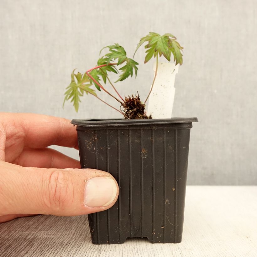 Amostra de Gerânio Kashmir Purple - Geranium clarkei Vaso de 8/9 cm tal como entregue na primavera