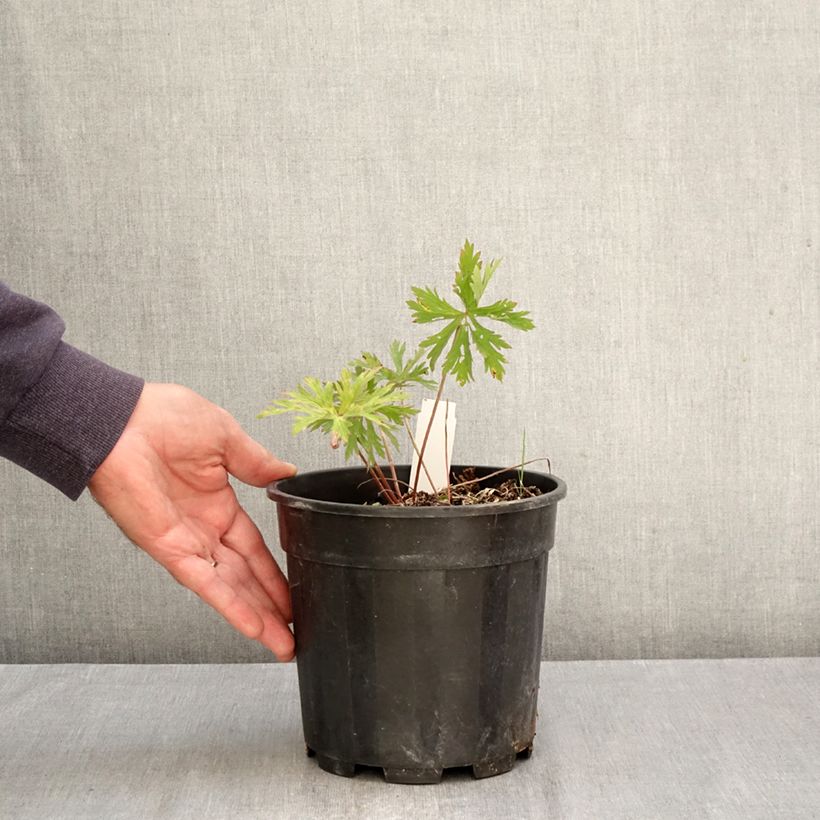 Amostra de Gerânio Kashmir Purple - Geranium clarkei Vaso de 2 L/3 L tal como entregue no outono