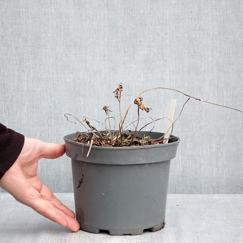 Amostra de Gerânio Kashmir Purple - Geranium clarkei Vaso de 2 L/3 L tal como entregue no inverno