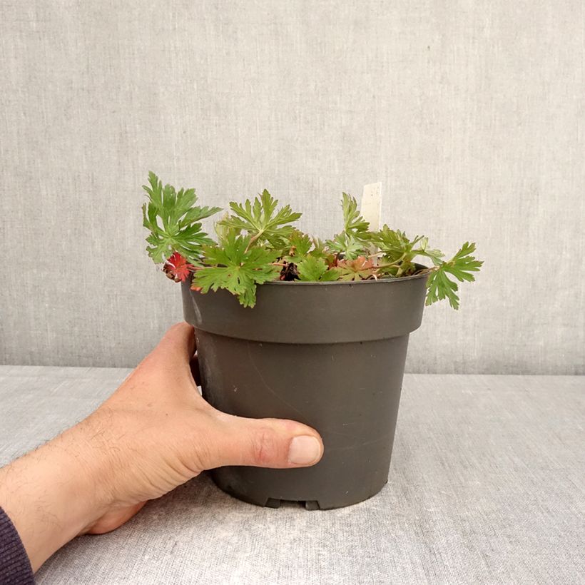 Amostra de Gerânio Kashmir Purple - Geranium clarkei Vaso de 2 L/3 L tal como entregue na primavera